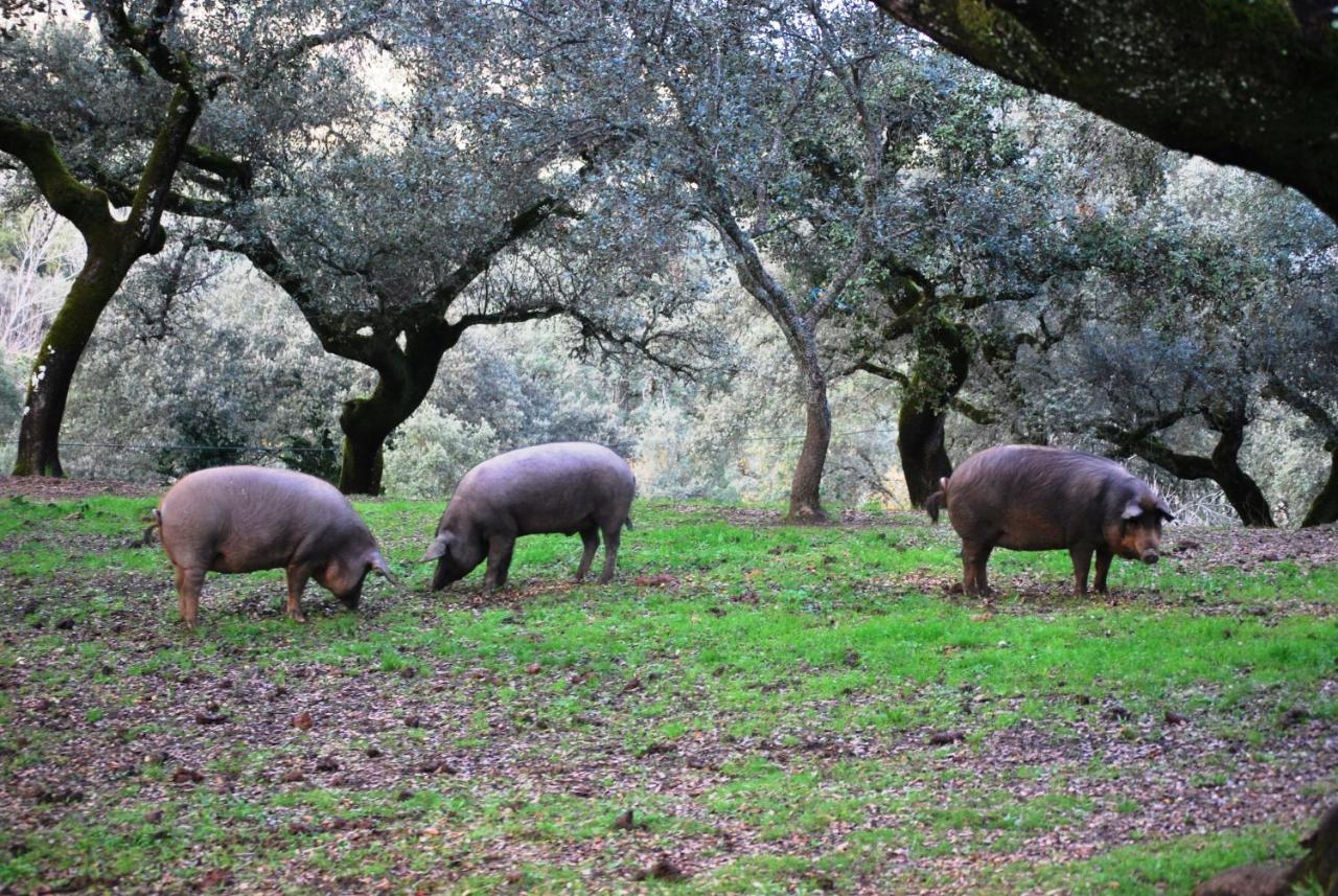 اراسنا El Alojamiento Rural De Peter المظهر الخارجي الصورة